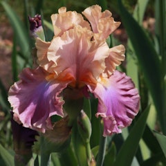 bearded iris chasing rainbows spring bulbs spring flowering bulbs that produced chasing rainbows bearded iris