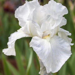 spring flowering bulbs that produced eternal bliss bearded iris