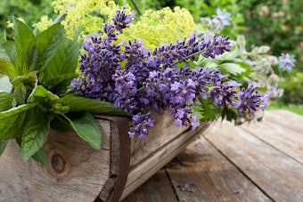 A variety of fresh picked herbs in a wooden basket on a wooden table outside