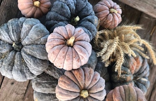 Closeup of a bunch of KouYou or Kogigu Pumpkins on a wooden deck with some dried wheat 
