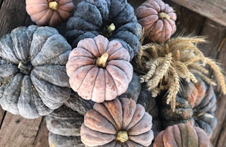 KouYou Pumpkins Closeup of a bunch of KouYou or Kogigu Pumpkins on a wooden deck with some dried wheat