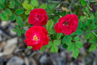 A closeup of 3 red rose blooms on a rose bush in the garden
