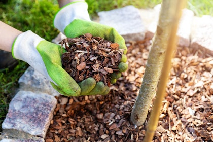 A newly planted tree surrounded by mulch and stones, near grass with someone wearing gloves and holding mulch in their hands