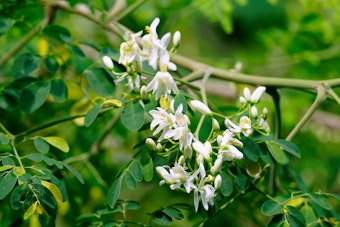 Closeup of moringa tree branch with leaves and blooms