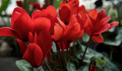 red cyclamen