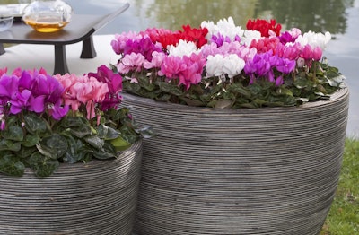 Assorted colors of cyclamen potted in large gray containers sitting outdoors in front of a pond