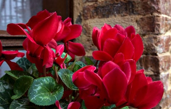 red blooming cyclamen in front of a window and brick wall