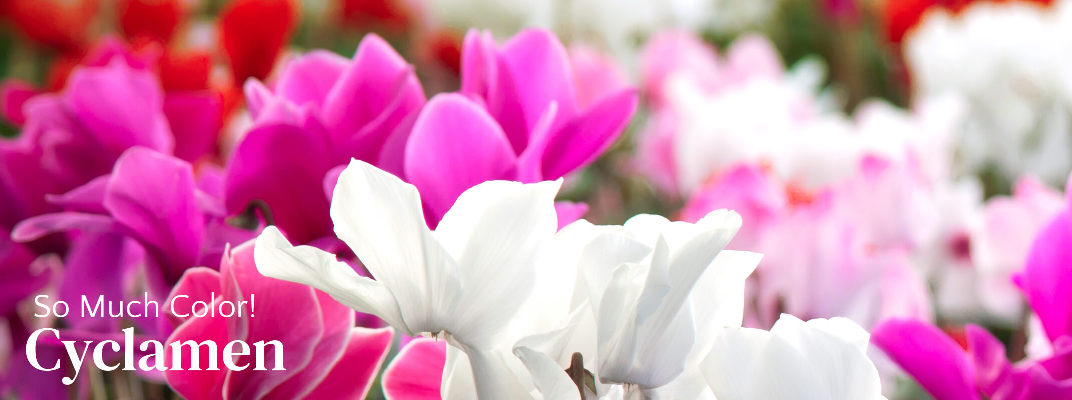 Cyclamen annuals in an assortment of colors with the words, 