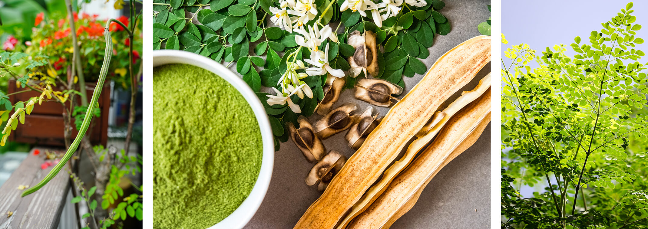 3 images - a closeup of a moringa tree pod with blurred leaves and red flowers in the background; moringa tree powder in a white bowl, moringa leaves, flowers, seeds and pods on a grey surface; and a moringa tree against a blue sky