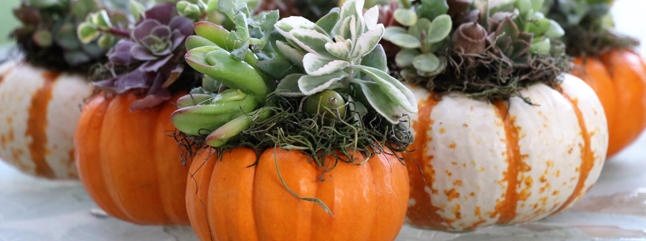 5 small pumpkins with succulents planted in or on top of the pumpkins