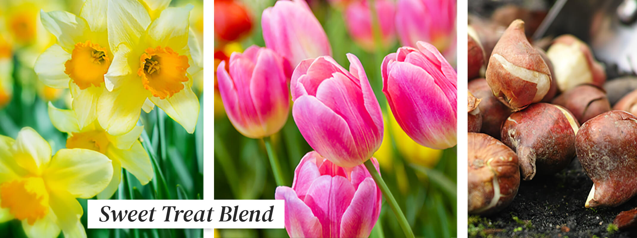 three images of spring flowering bulbs with the first image a daffodil already blooming in spring, the second image of a pink tulip blooming and the third image of tulip bulbs the image has the words sweet treat blend on it