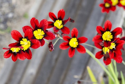 red sparaxis flowering spring bulb