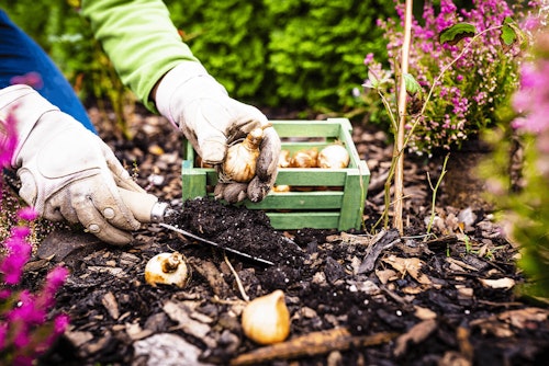 gardener planting spring flowering bulb in the fall