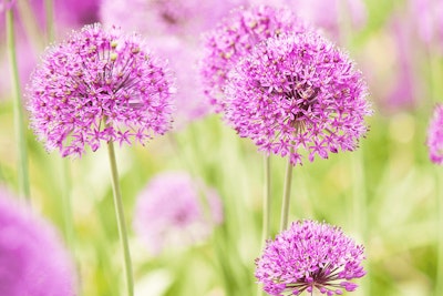 allium spring flowering bulb