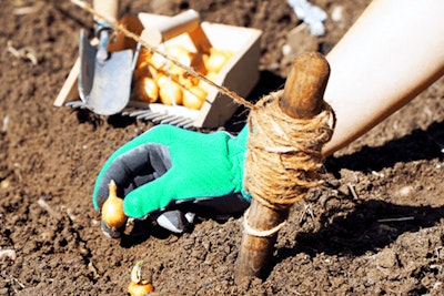 gardener planting spring flowering bulb planting bulbs in the ground and lining them up with a stake and string