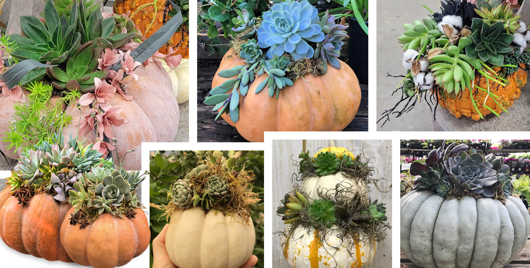 multiple pictures of pumpkins with succulents, moss, sticks, leaves and other decorative elements adorning various pumpkins for a decorative appeal