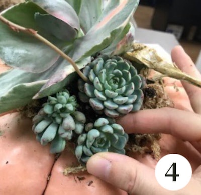 succulent topped pumpkin diy step 4 gluing on additional succulents, echeverias