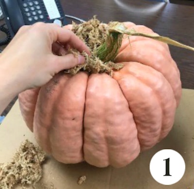 succulent topped pumpkin diy step 1 choosing your pumpkin and gluing on the spaghnum moss