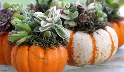 5 Succulent and moss topped pumpkins