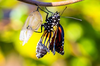 Monarch Butterfly Exiting Cocoon with blurred leaves in background