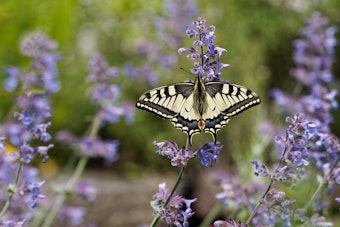 Swallowtail Butterfly On Catmint in Garden