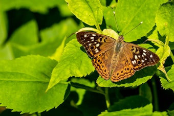 Closeup of Hackberry Emperor butterfly on green leaves 