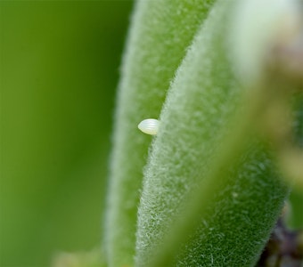 Closeup of Monarch Butterfly Egg On Plant