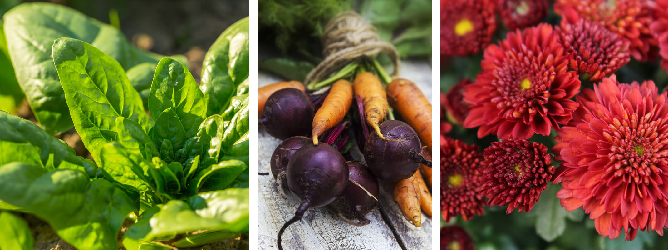 three images of fall plants the first is spinach, the second is carrots and beets and the third is deep red chrysanthemums