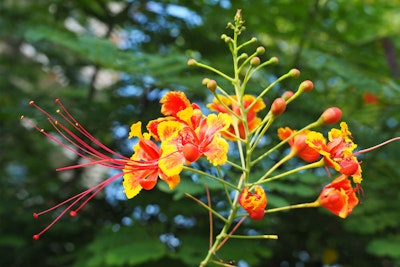 Closeup of Caesalpinia pulcherrima - Peacock flower - Red Bird of Paradise