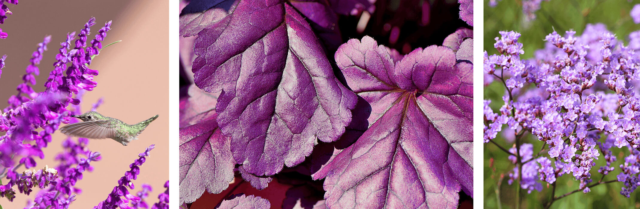 salvia with hummingbird second image of purple heuchera and third image of purple flowers