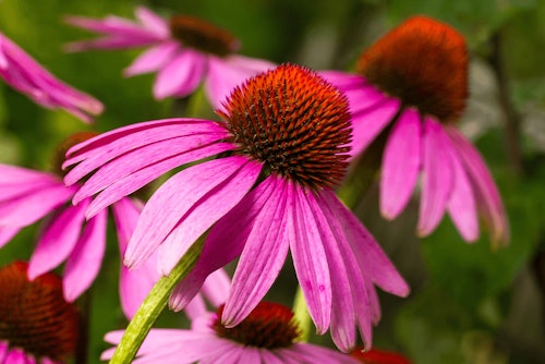 purple coneflowers perennials