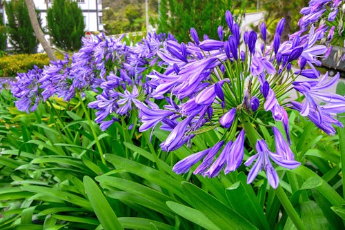 lily of the nile perennial 