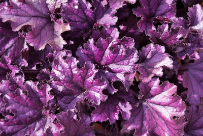forever purple heuchera perennial