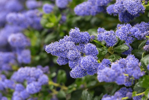 ceanothus wild lilac perennial california native