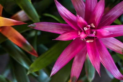 Closeup of Pink Bromeliad with Orangeish-Red Bromeliad nearby on the left
