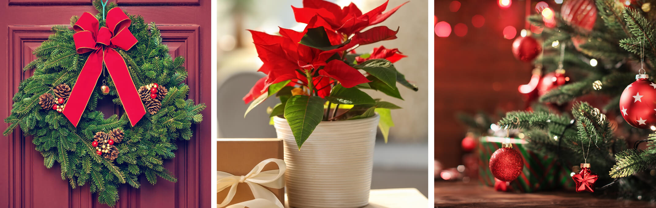 holiday decor promotion with red door and fresh evergreen wreath, potted poinsettia and a christmas tree decorated with red ornaments