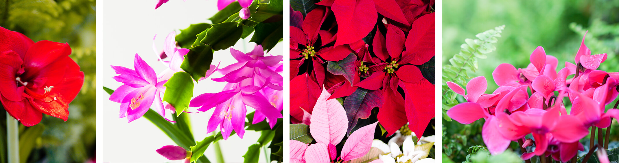 4 images: a closeup of a red amaryllis in bloom; a pink Thanksgiving Cactus plant; red, pink and white poinsettias; and a pink cyclamen with ferns in the background