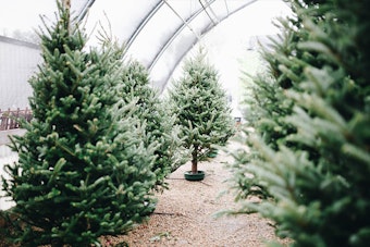 Christmas Trees for Sale  under a clear, round and metal shelter structure