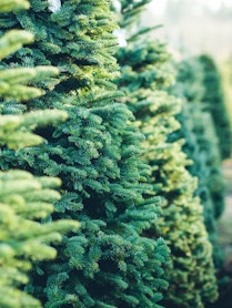 noble fir trees in tree farm