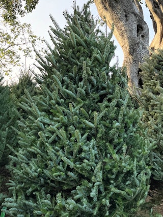 cook fir fresh cut christmas tree cook fir fresh cut christmas tree standing in water in summerwinds lot