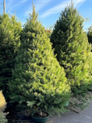 Douglas fir christmas tree fresh cut douglas fir fresh cut christmas tree standing in water in summerwinds lot