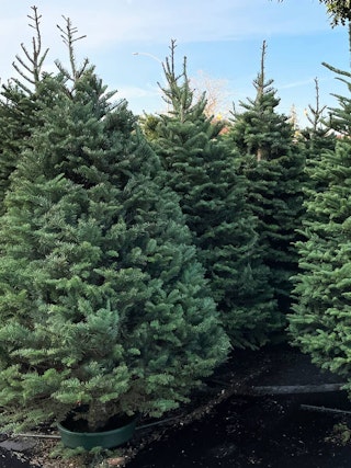 Noble fir fresh cut christmas tree Noble fir trees fresh cut and standing in water in summerwinds parking lot