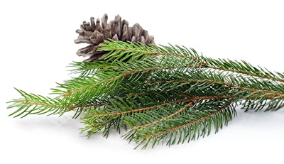 evergreen branch with single pinecone