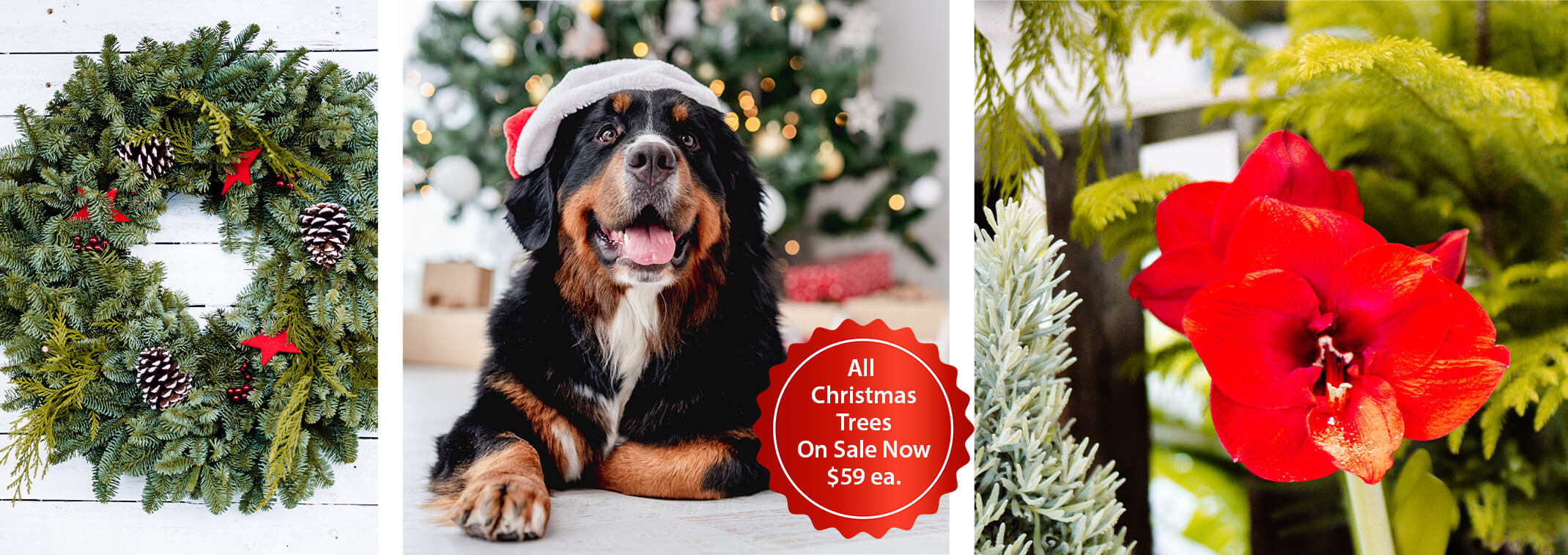 Christmas Trees, Greens & Plants 3 images: a decorated wreath, a dog with a santa hat on with a decorated christmas tree and presents in the background--with a red stamp in the foreground that reads