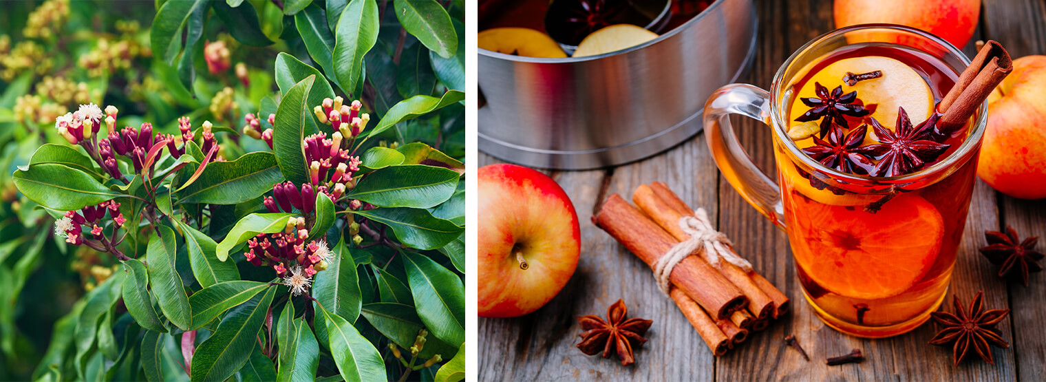 2 images: Cloves growing in the garden, and a wooden table with apples, cinnamon sticks, cloves and a bowl - next to a warm drink with apples, cinnamon sticks and cloves in a see-through mug