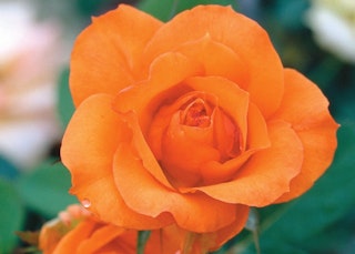 orange gingersnap hybrid tea rose