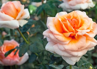 apricots n cream hybrid tea rose apricots n cream hybrid tea roses