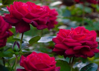 red ingrid bergman hybrid tea roses