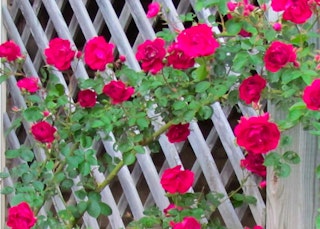 blaze climbing roses red red blaze climbing roses on a wooden trellis