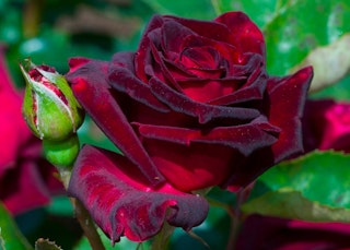 black baccara hybrid tea roses